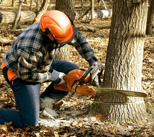 Tree Removal in Fairfield, VA